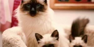Razas de gatos más populares
